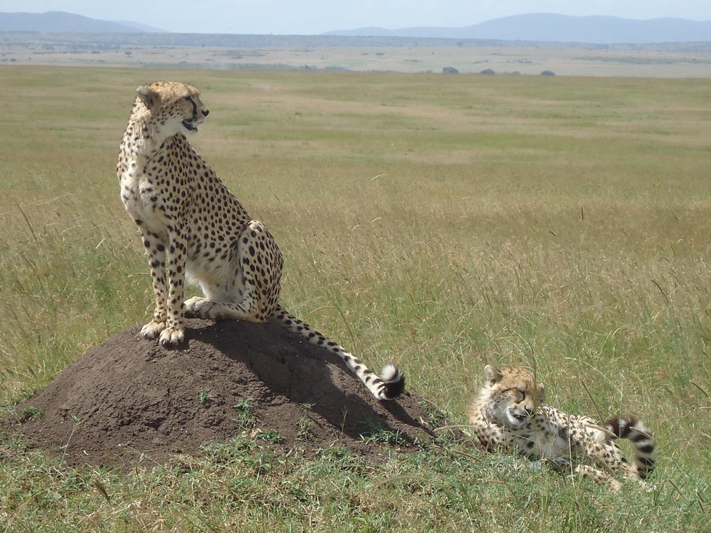 Loyk Mara Luxury Camp Otel Maasai Mara Dış mekan fotoğraf