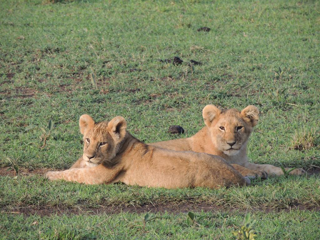 Loyk Mara Luxury Camp Otel Maasai Mara Dış mekan fotoğraf