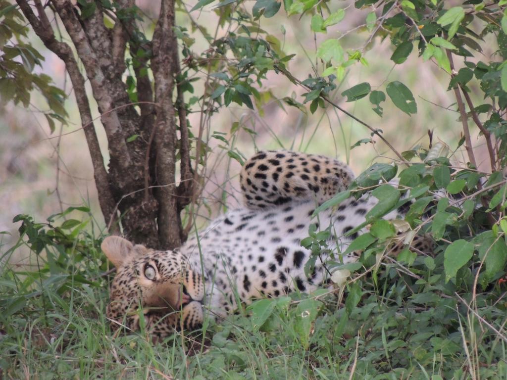 Loyk Mara Luxury Camp Otel Maasai Mara Dış mekan fotoğraf