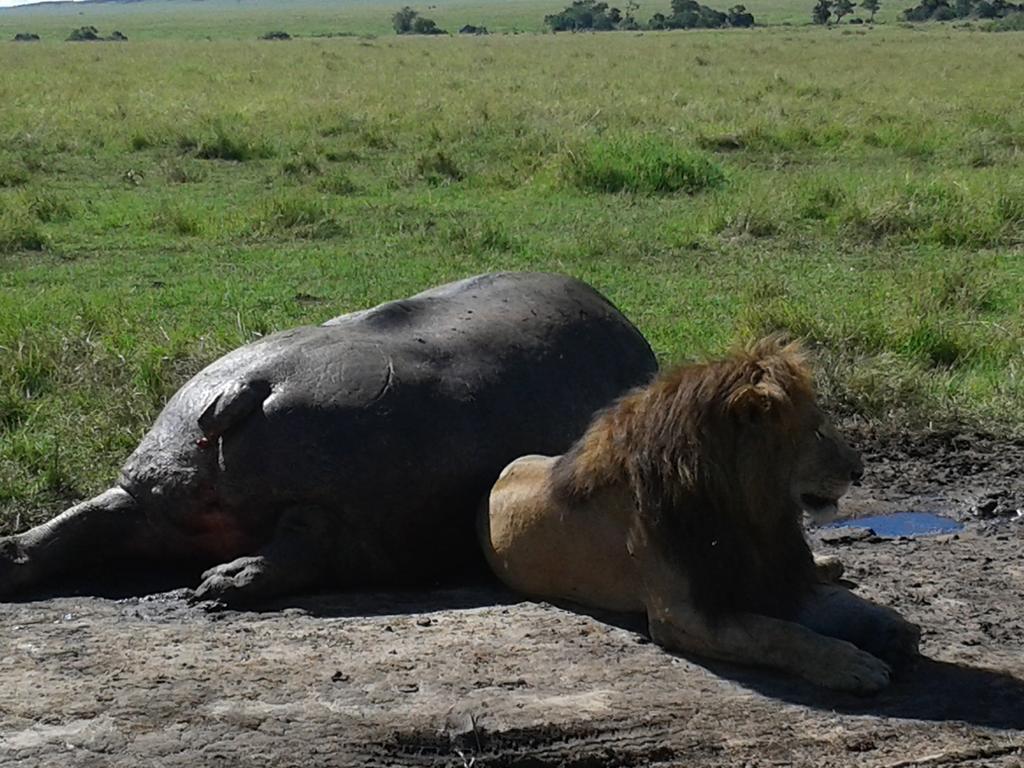 Loyk Mara Luxury Camp Otel Maasai Mara Dış mekan fotoğraf
