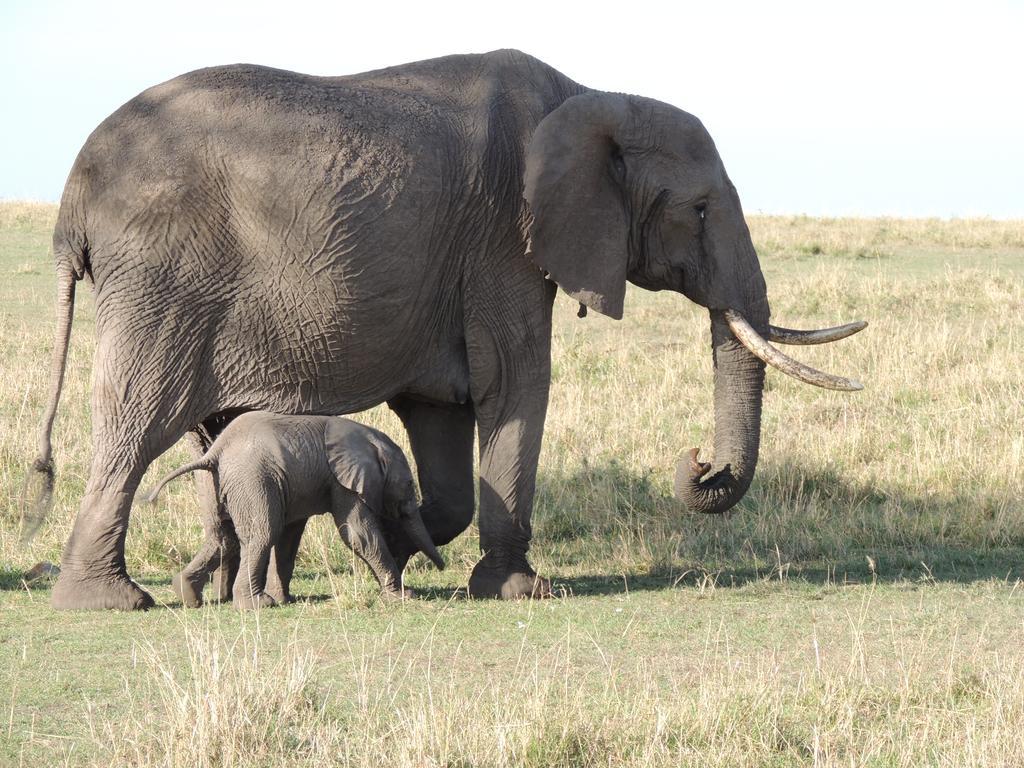 Loyk Mara Luxury Camp Otel Maasai Mara Dış mekan fotoğraf