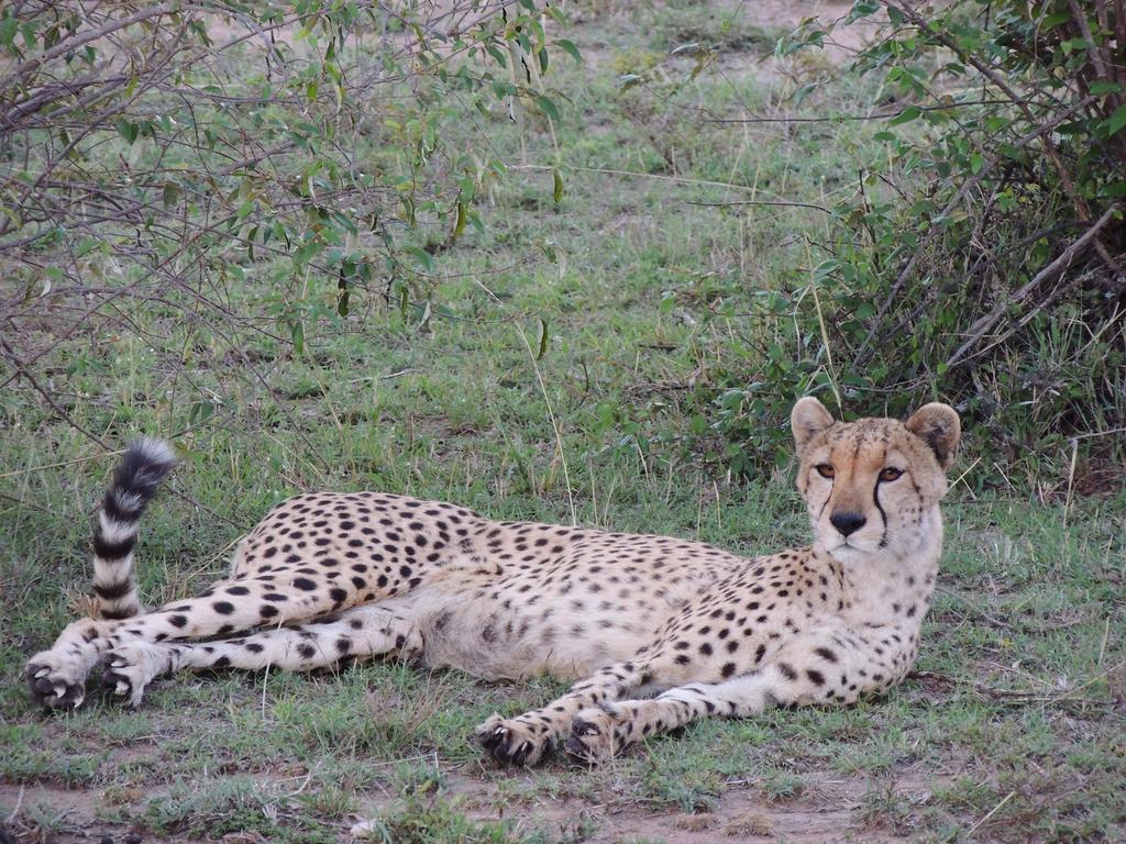 Loyk Mara Luxury Camp Otel Maasai Mara Dış mekan fotoğraf