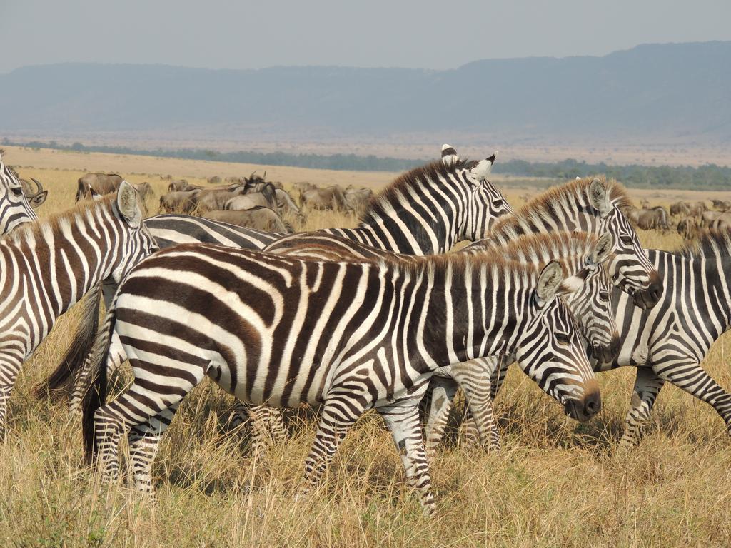 Loyk Mara Luxury Camp Otel Maasai Mara Dış mekan fotoğraf
