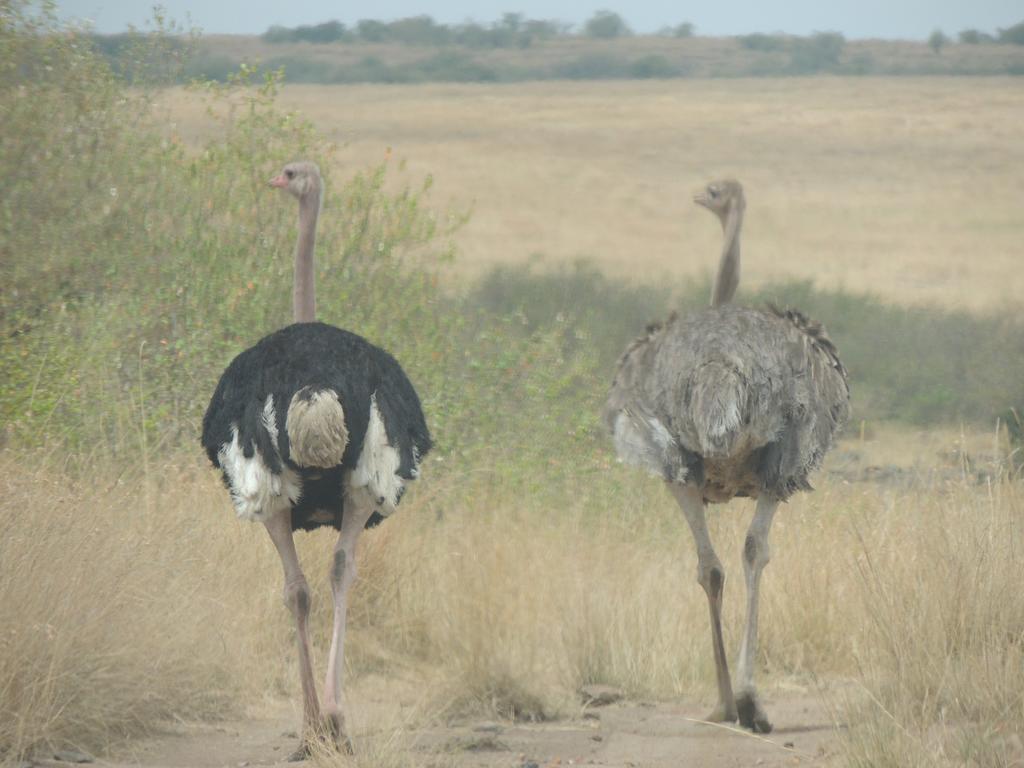 Loyk Mara Luxury Camp Otel Maasai Mara Dış mekan fotoğraf