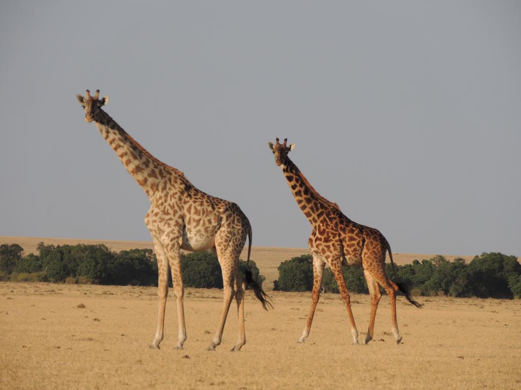 Loyk Mara Luxury Camp Otel Maasai Mara Dış mekan fotoğraf