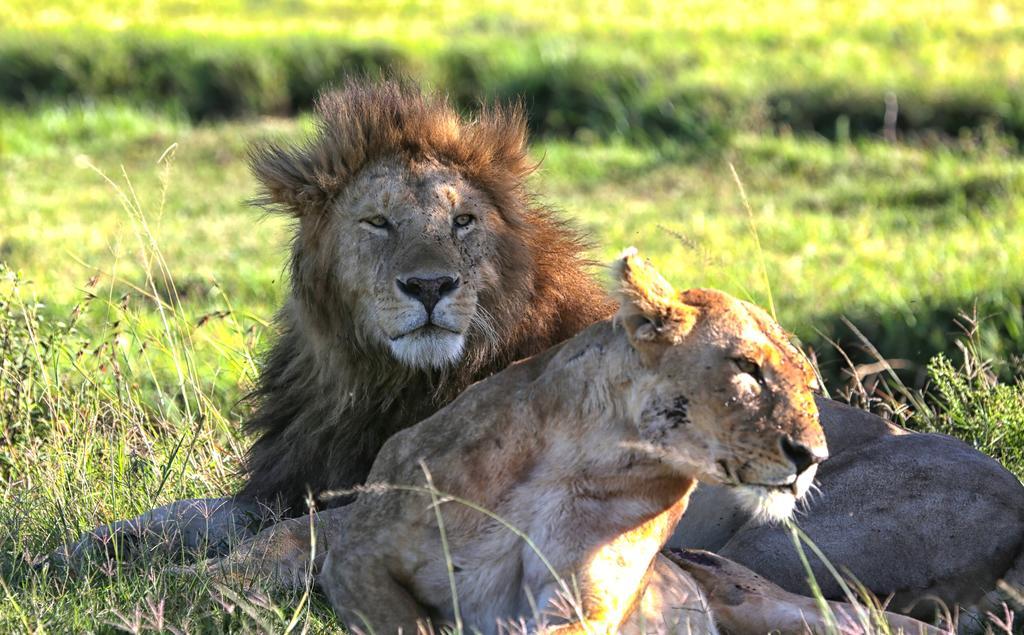 Loyk Mara Luxury Camp Otel Maasai Mara Dış mekan fotoğraf