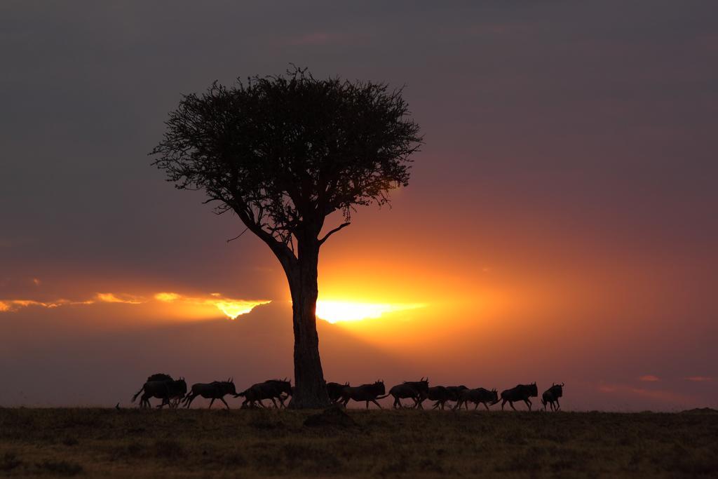 Loyk Mara Luxury Camp Otel Maasai Mara Dış mekan fotoğraf
