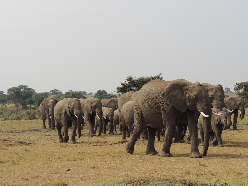 Loyk Mara Luxury Camp Otel Maasai Mara Dış mekan fotoğraf